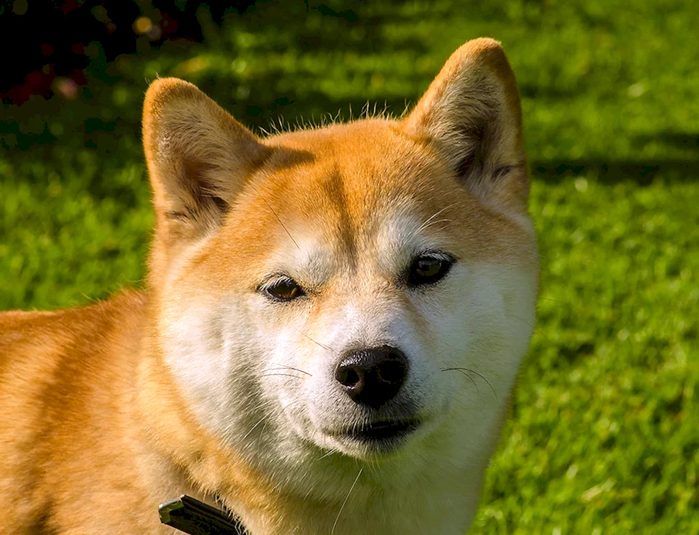 Siba Inu