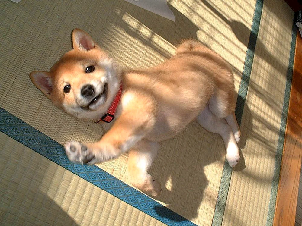 Siba Inu