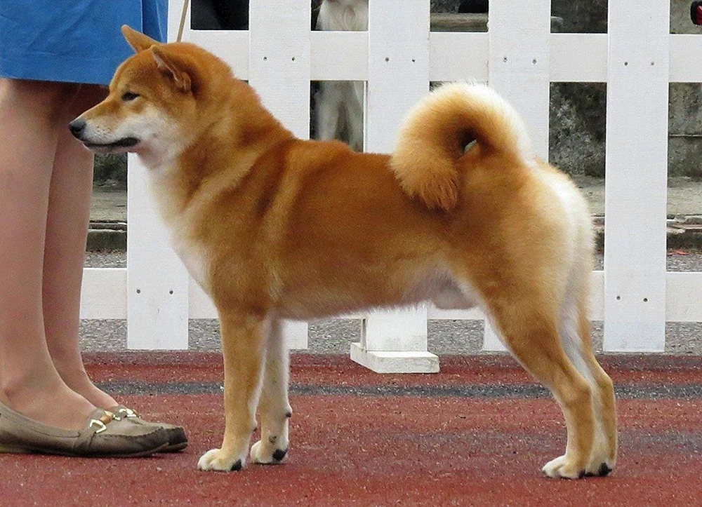 Koreanischer Hindo