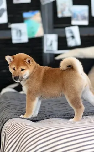 Shiba Inu