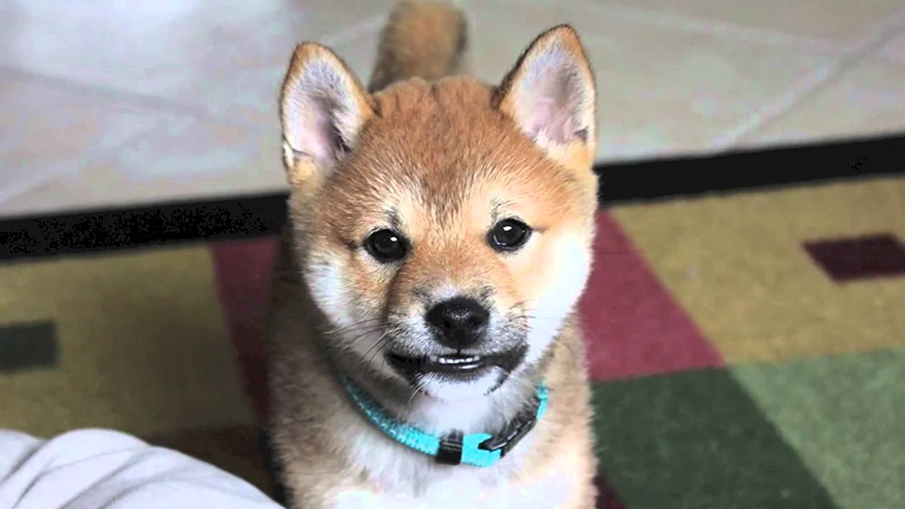 Siba Inu