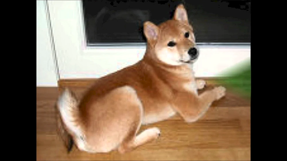 Siba Inu