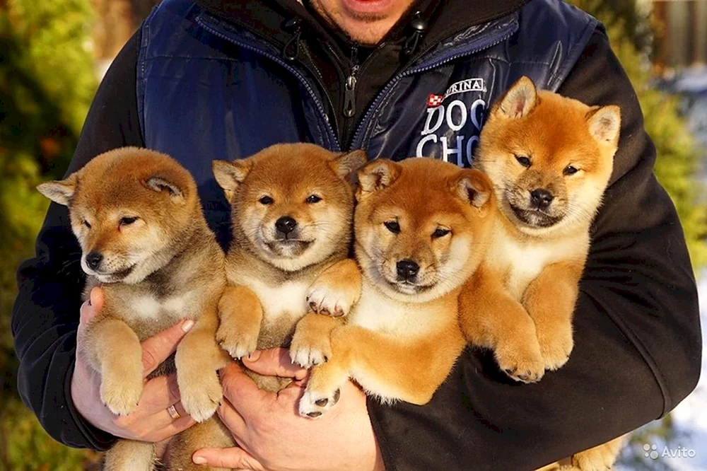 Siba Inu