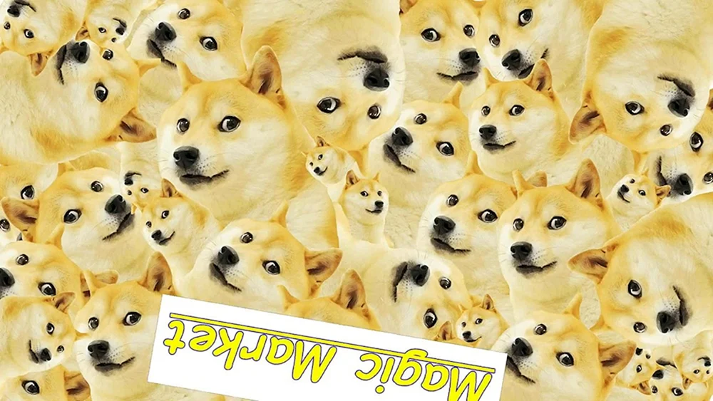 Hund auf orangem Hintergrund