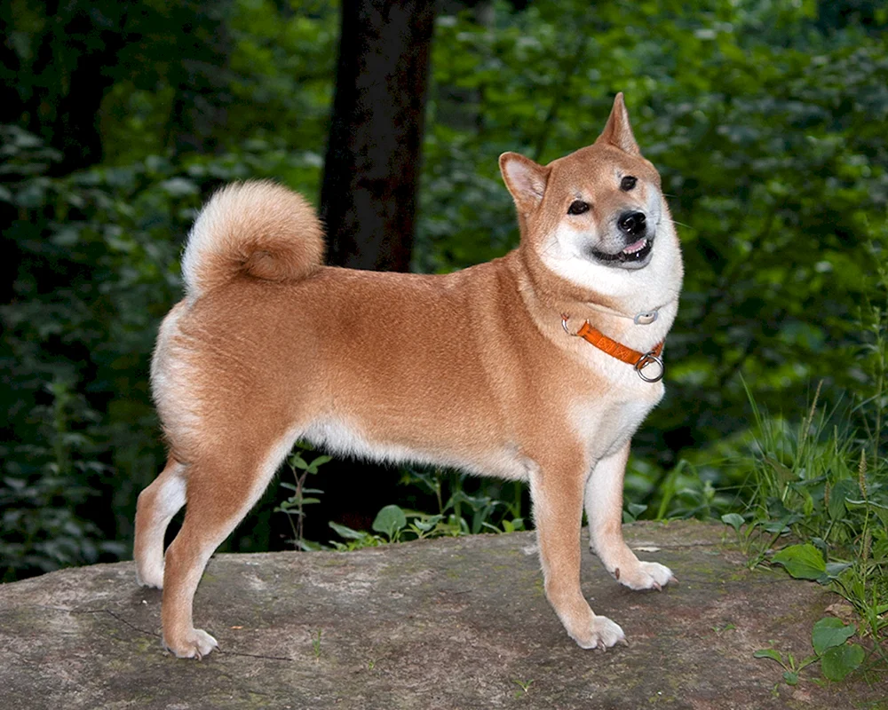 Shiba Inu und Shiba Inu und Shiba Inu