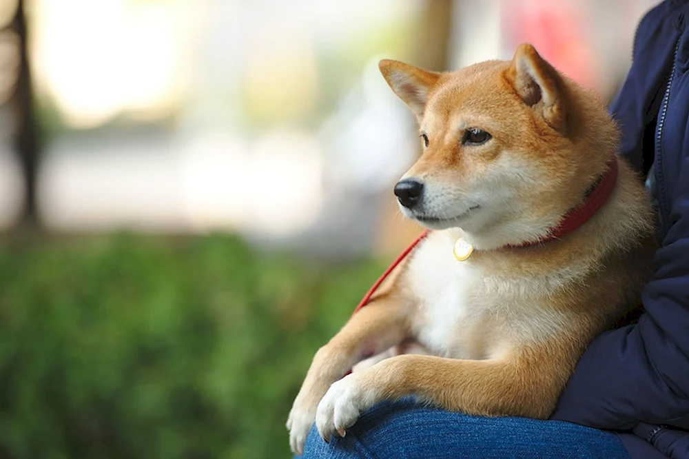 Siba inu