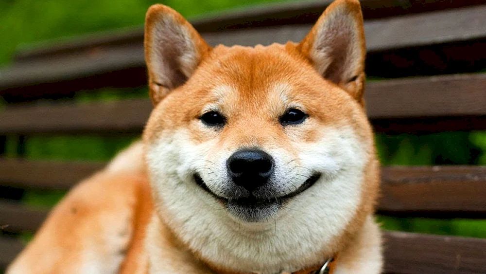 Siba inu