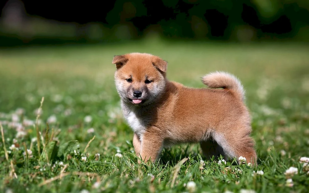Siba Inu