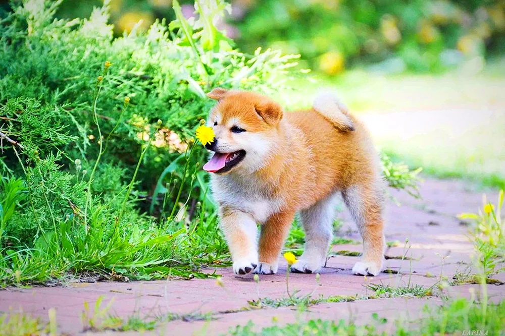 Siba und Shiba inu