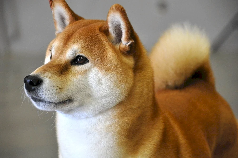 Siba inu