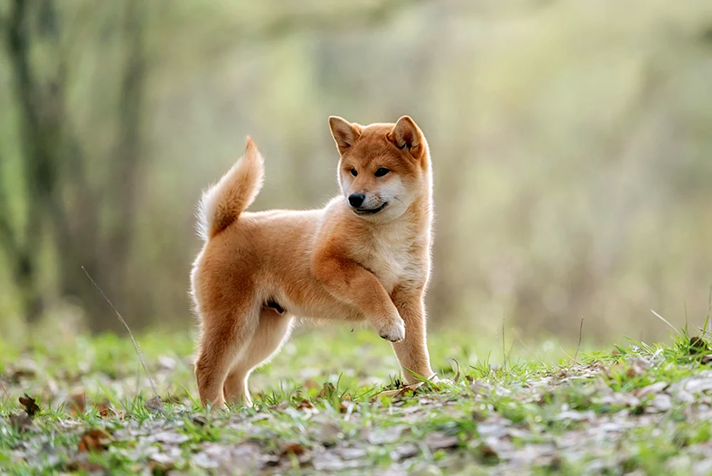 Siba inu