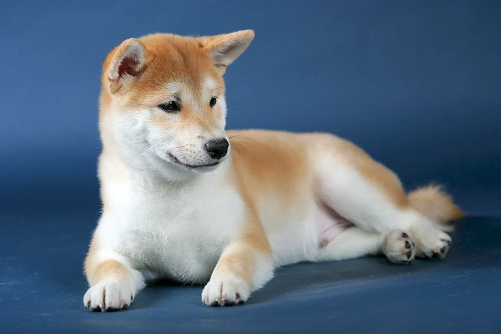 Siba inu