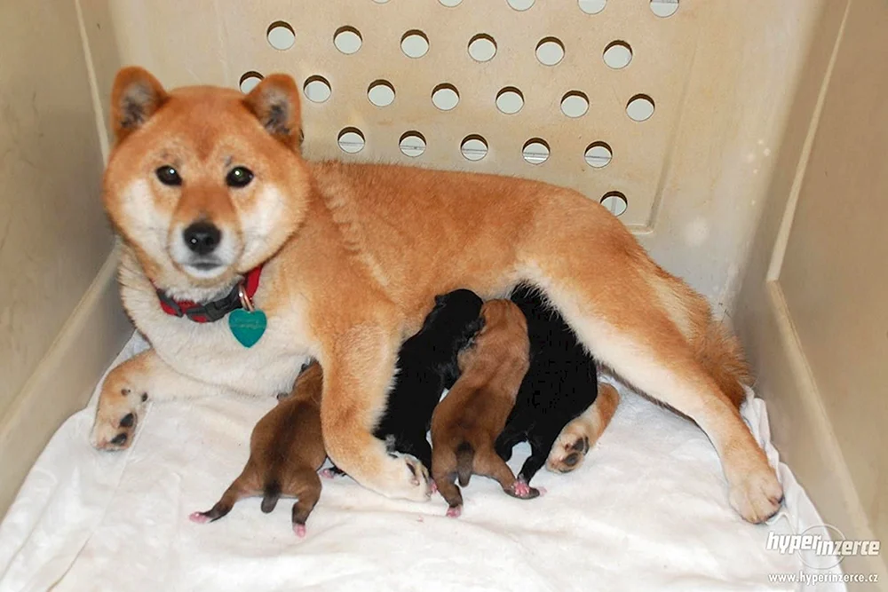 Siba inu