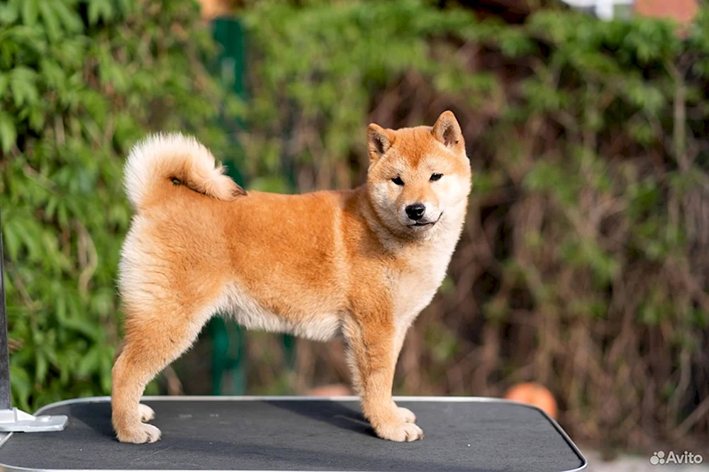 Siba inu