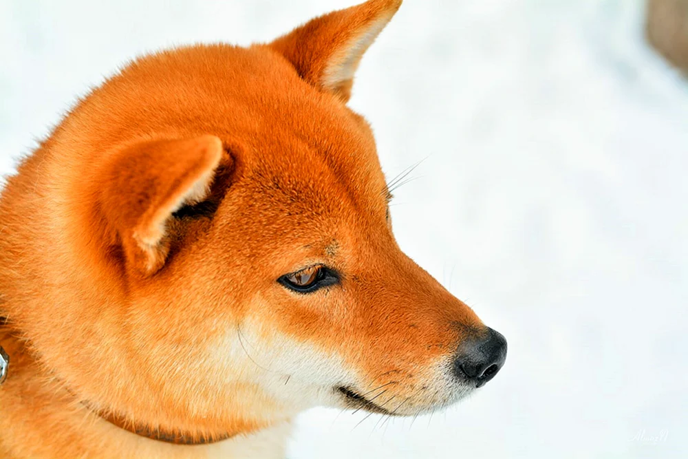Siba inu