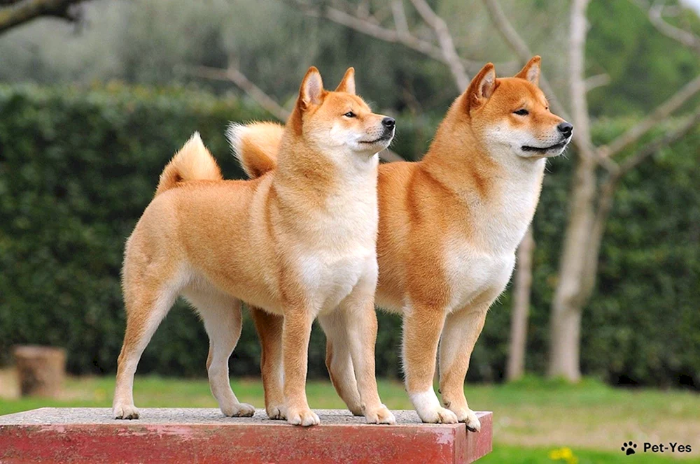 Siba. inu