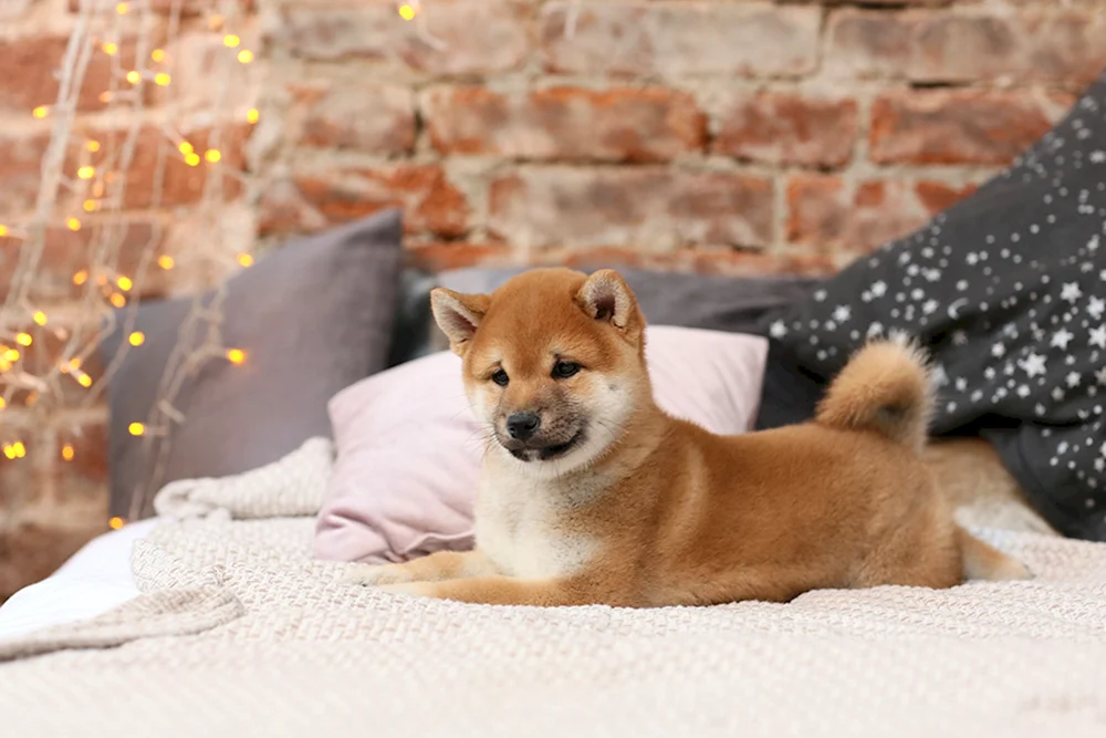 Shiba inu
