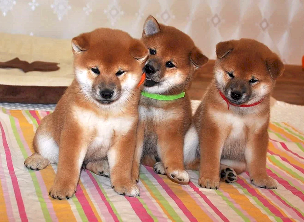 Shiba inu