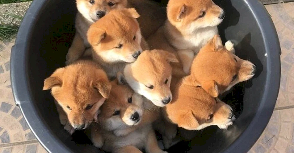 Shiba inu