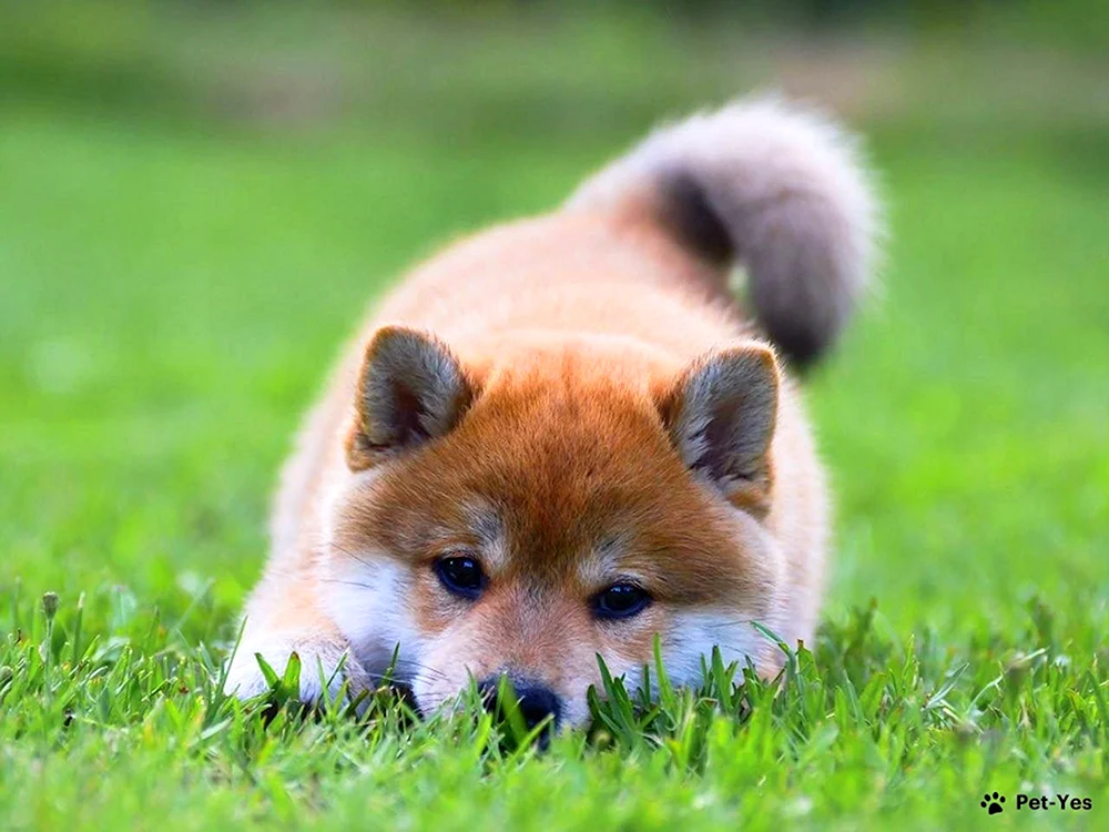 Shiba inu