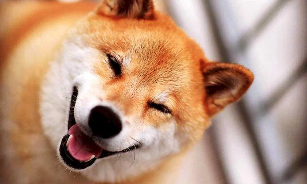 Siba inu