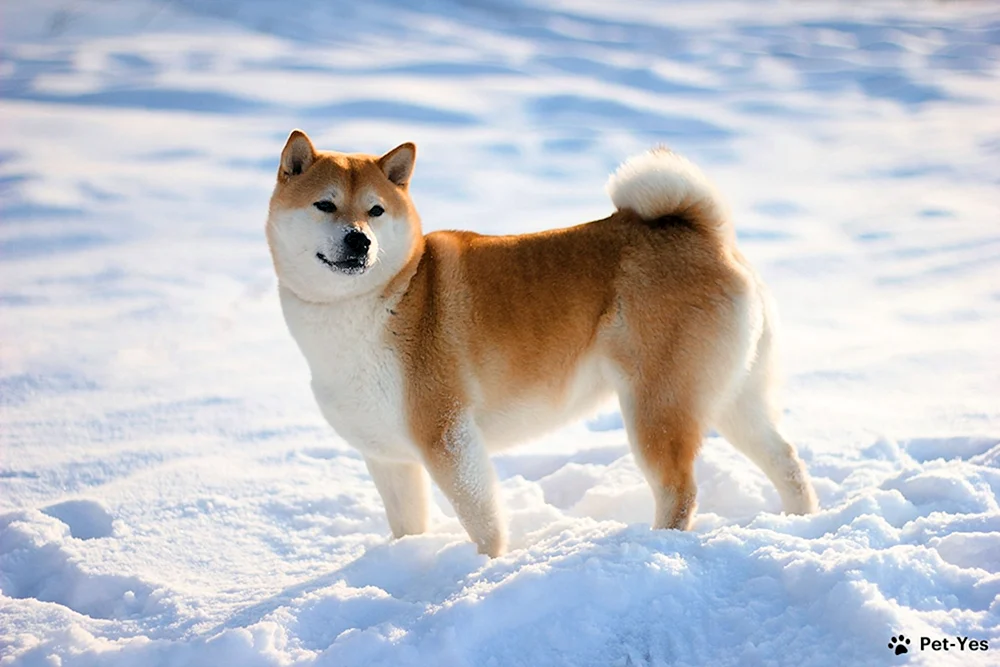 Shiba inu