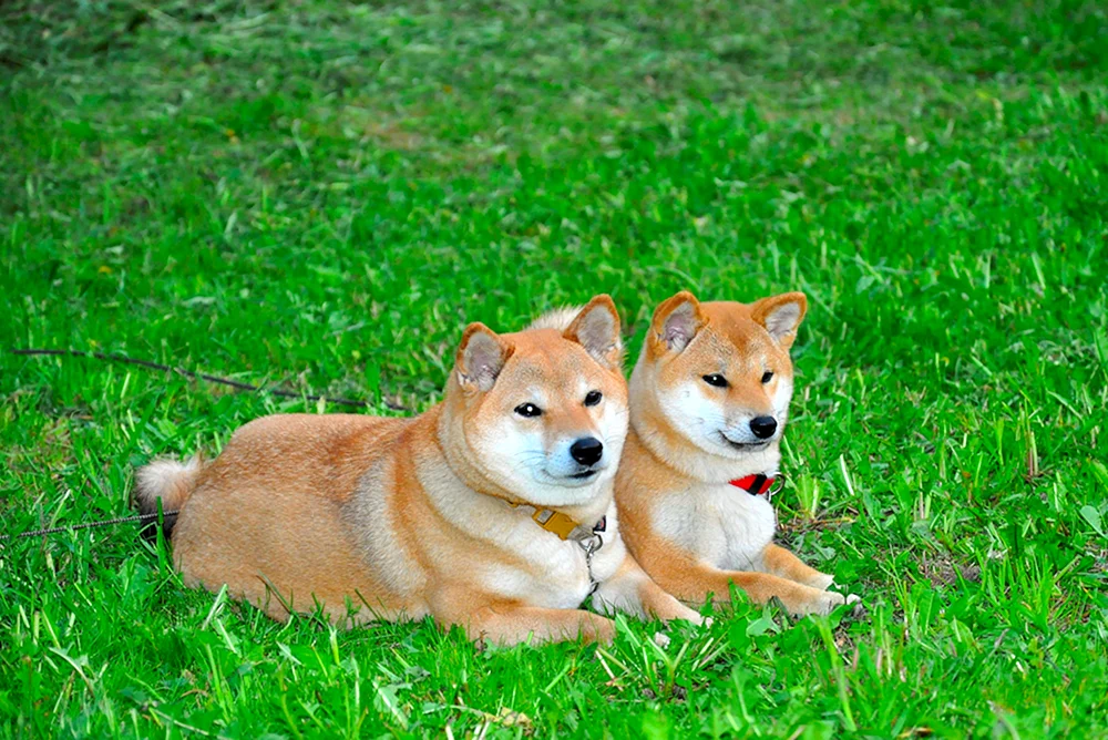 Siba inu
