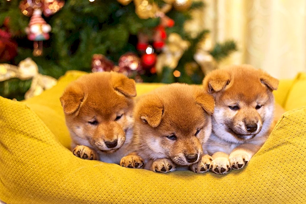 Siba Hund inu