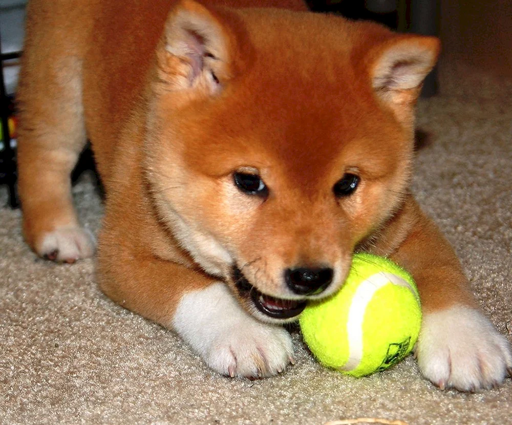 Siba inu