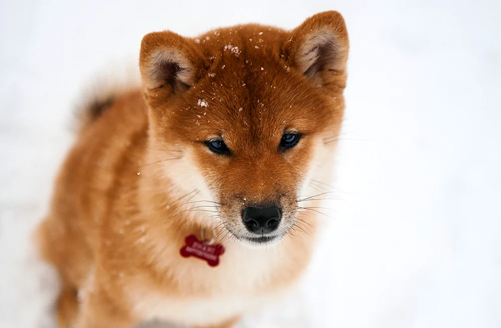 Siba inu
