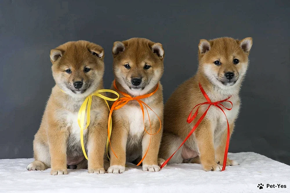 Siba inu