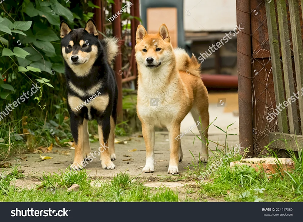 Siba inu