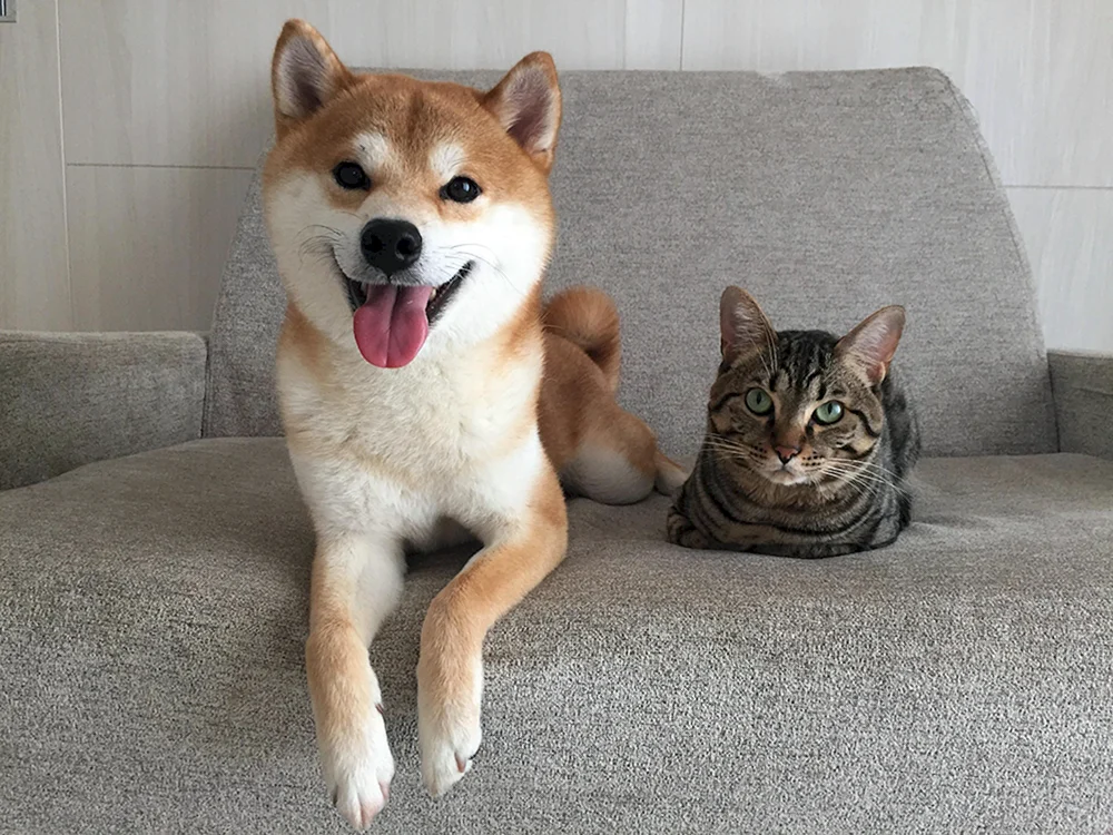 Siba inu