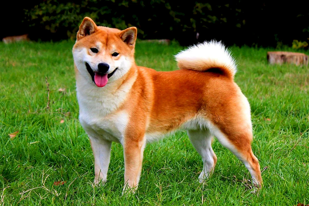 Siba inu