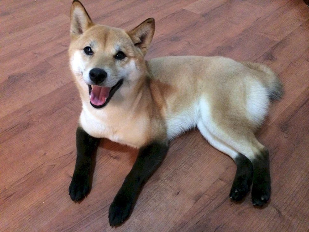 Siba inu.