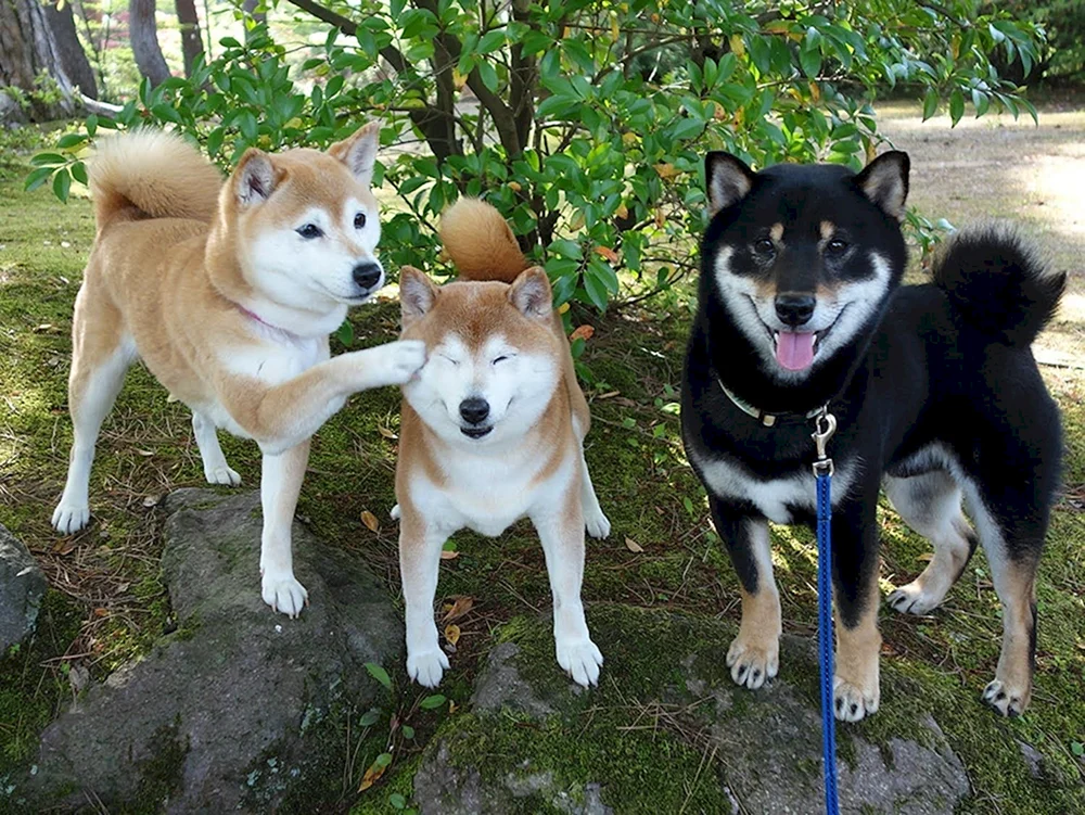 Siba Inu