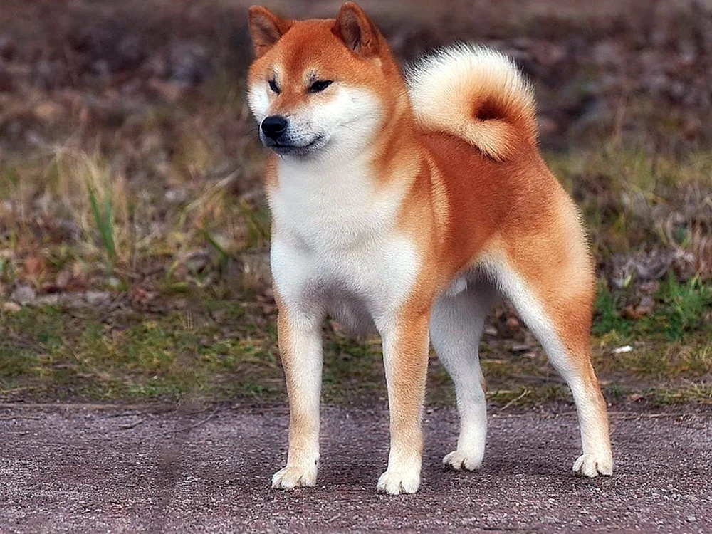 Siba Inu