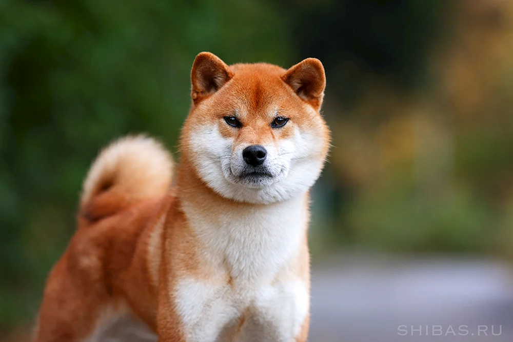 Siba Inu und Akita Inu