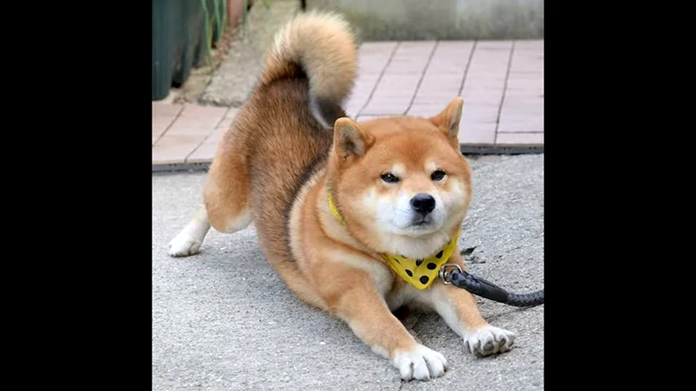 Siba Inu und Spitz