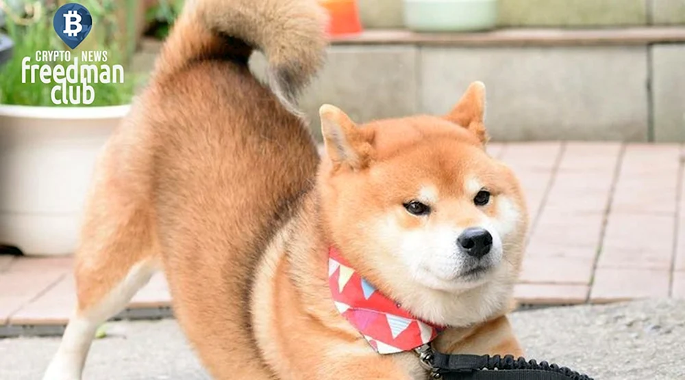 Pomeranian Spitz Boo