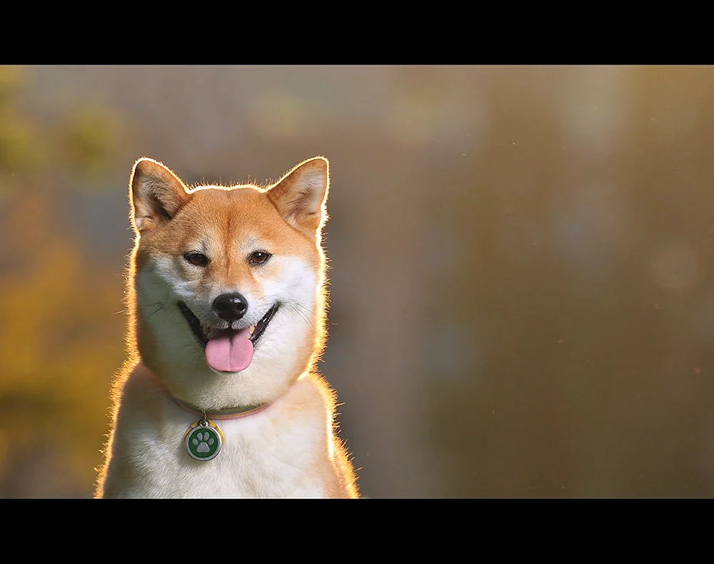Happy Hund Siba Inu.
