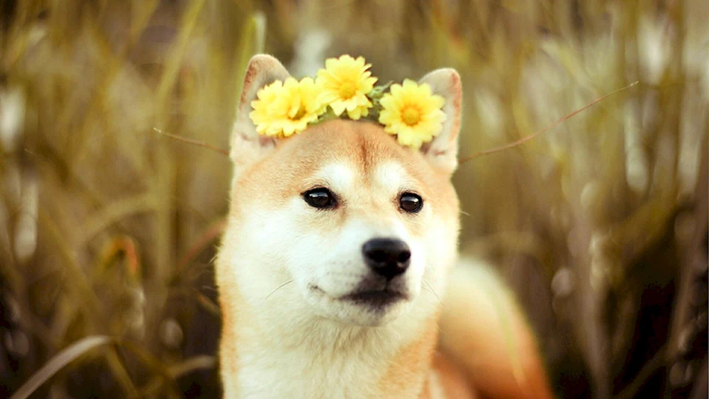 Siba inu