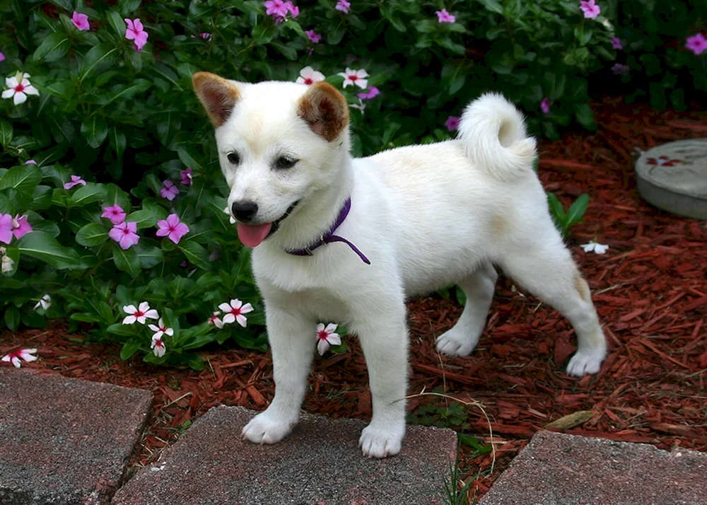 Jindo Hunderasse