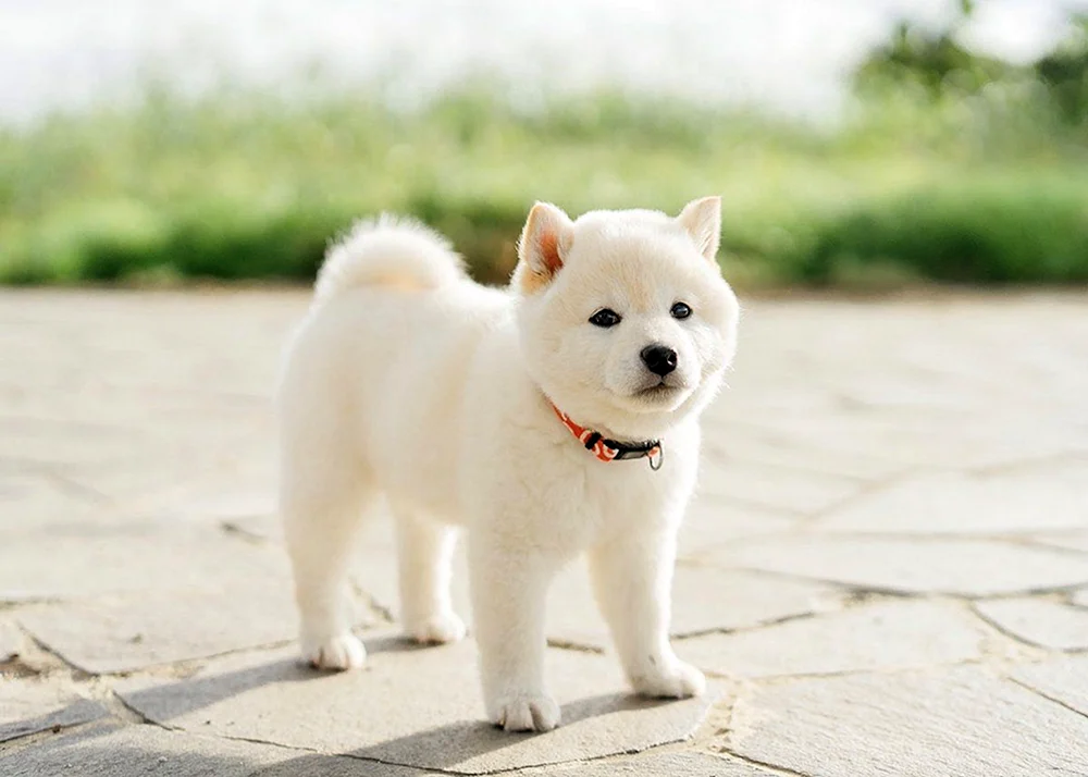 Akita Inu. Inu