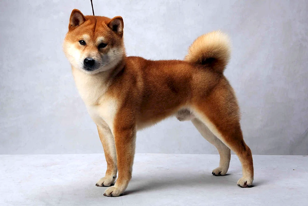 Zwerg Akita inu