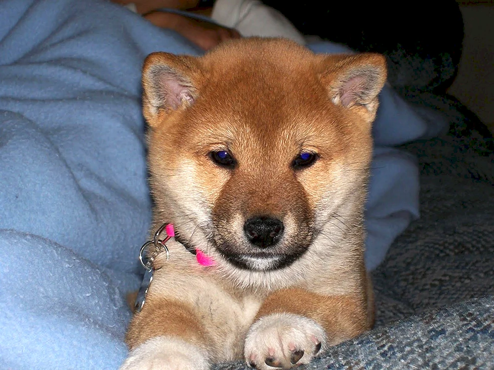 Amerikanischer Akita mix