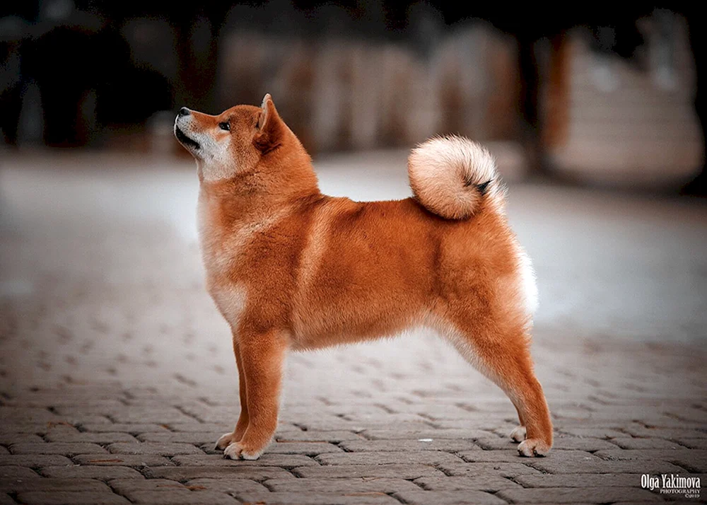 Shiba Inu