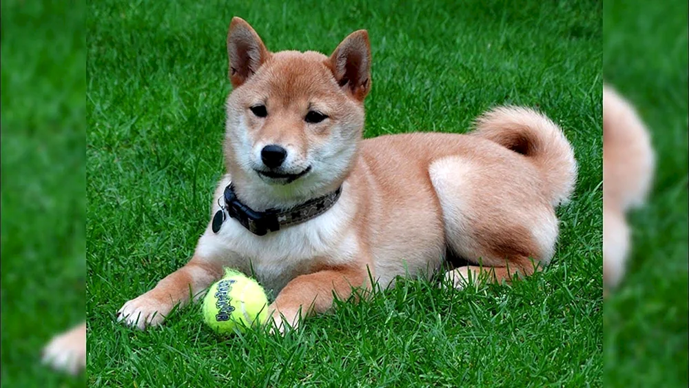 Siba Inu