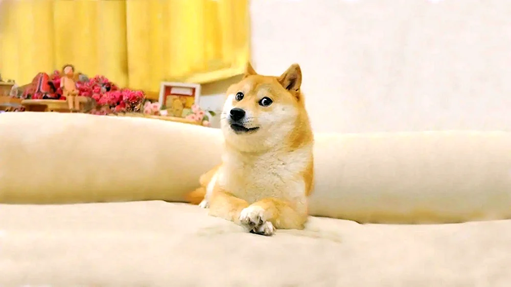 Siba inu Doggie