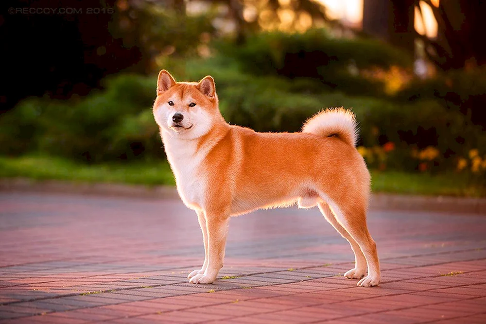 Siba Inu. Inu Hunderassen